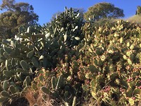 Onderweg heel veel cactussen.