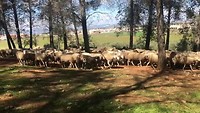Kudde schapen.