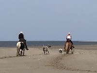 Met paarden én honden op het strand.