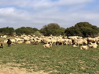 En onderweg komen we een kudde schapen tegen.