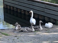 Zwanen paartje met drie uit de kluiten gewassen jongen.
