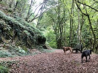 Wandeling in het bos.