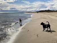 Zij vinden het ook weer fijn op het strand.