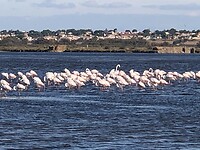 Groepje flamingo’s.