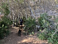 Spaanse jungle.