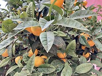 Sinaasappels 🍊 aan de boom