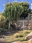 Cactussen gewoon in het wild.