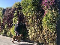 Zo mooi, een verticale tuin.