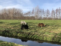 Bij de Slingeplas.