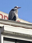 Mooie vogel, geen idee welk soort?!