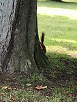 Eekhoorntje in het park….