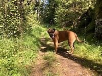 Wandeling in natuurpark.
