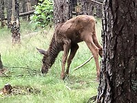 Eland kalfje.