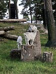 Geitjes van de kinderboerderij.