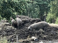 Varkens in de mesthoop.