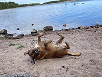 Gepaneerde hond.