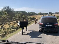 Een hele kudde steekt hier de weg over.