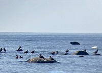 Vogels en op de achtergrond een zeehond.