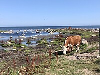 Koeien langs de zee.