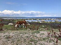 Natuurreservaat Torhamn.