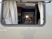 Man bijt hond?