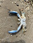 Een blauwe krab!