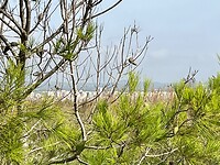 Natuurgebied langs het strand.