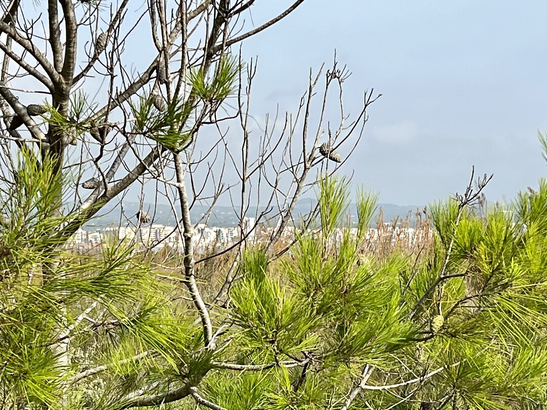 Natuurgebied langs het strand.