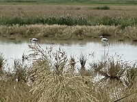 Twee flamingo’s gespot.