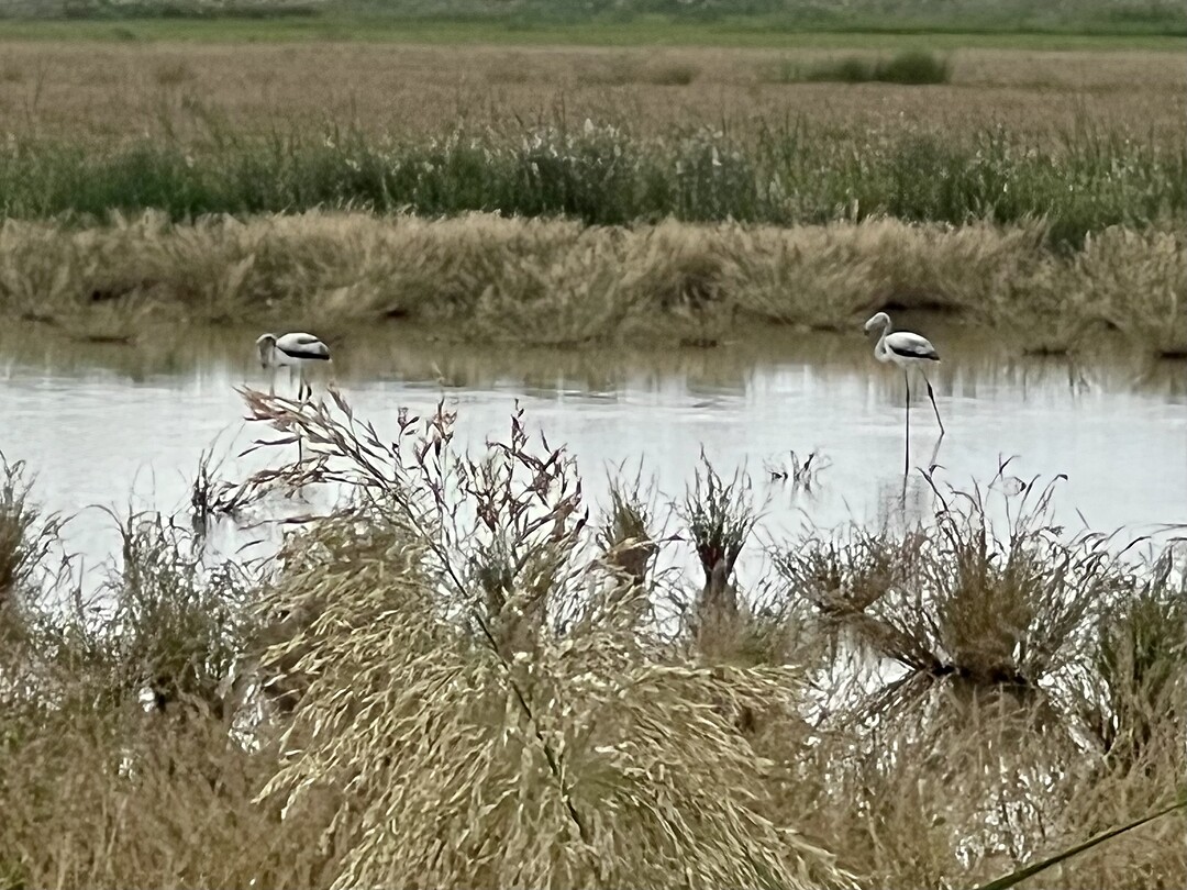 Twee flamingo’s gespot.