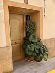 Dat is een grote plant voor de deur.