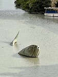 Vis in de rio Segura door Murcia.