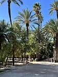 De palmentuin: “la palmera”
