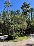 La palmera