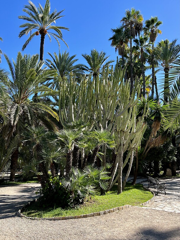 La palmera