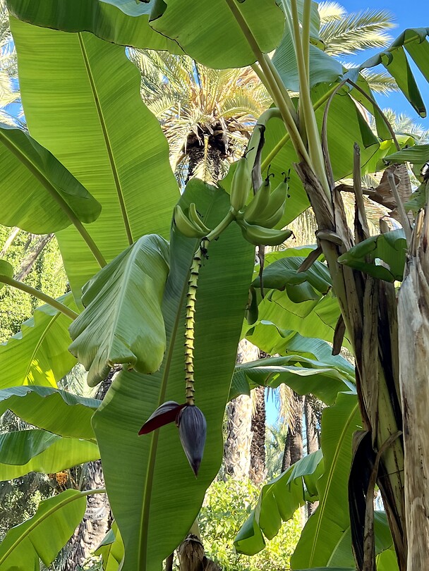 Bananen boom mét bananen.