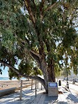Heel grote en oude eucalyptus boom.