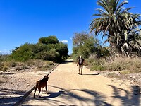 Wandelen