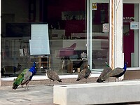 Ze willen de winkel in.