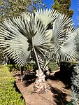Een heel aparte palm.
