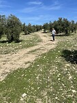Wandeling tussen de olijfbomen.