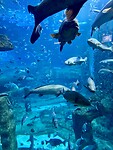 Aquarium