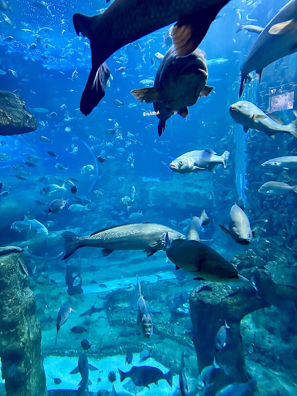 Aquarium