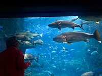 Aquarium