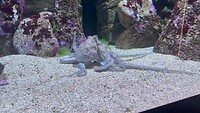 Aquarium San Sebastián