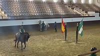 Training Andalusische paardrijd school.