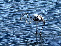 Een niet-roze flamingo.