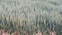 20180521_070714