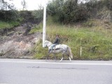 Te Paard