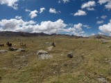 Lama\'s, fietsers